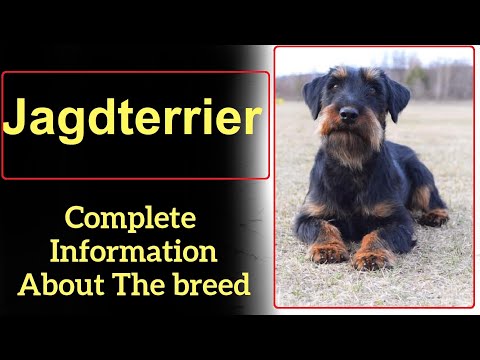 Video: How To Raise A Jagdterrier