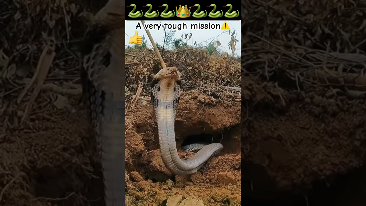 Everyone thought it was over.. until this happened! 🤫