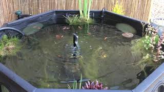 Blagdon Affinity Grand Octagon - Orandas And Ryukin Feeding Time