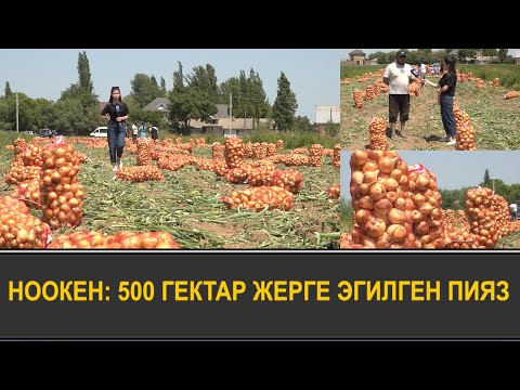 “ПИЯЗ БЫШТЫ, ЭМИ ОРДУНА ПАХТА ЭГЕМ” –БИР ЖЫЛДА ЭКИ ЖОЛУ ТҮШҮМ АЛГАНДАР