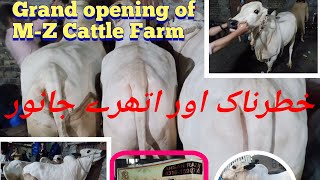 Grand opening of M-Z Cattle Farm