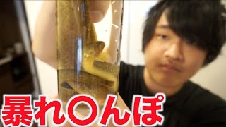 元気なカミソリウオを塩焼きにしたけど迷走しちまった！！
