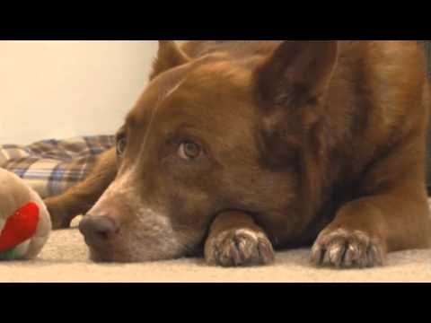 Video: Amonio Chloridas - Naminių, šunų Ir Kačių Vaistų Ir Receptų Sąrašas