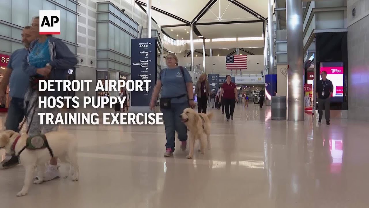 Puppies training to be future assistance dogs earn their wings at ...