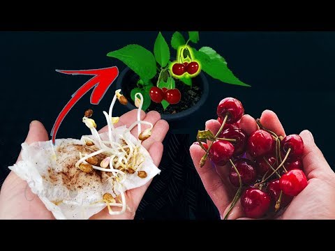 Video: Cómo Usar Cerezas Y Huesos De Cereza