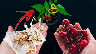 Cómo germinar semillas de cereza  Éxito asegurado