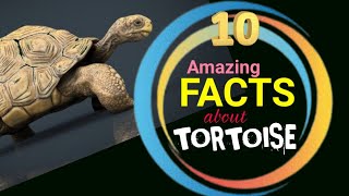 10 Interesting facts about Tortoise which Surprised You