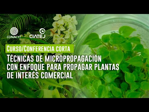 Vídeo: La propagació clonal in vitro en plantes es caracteritza per?