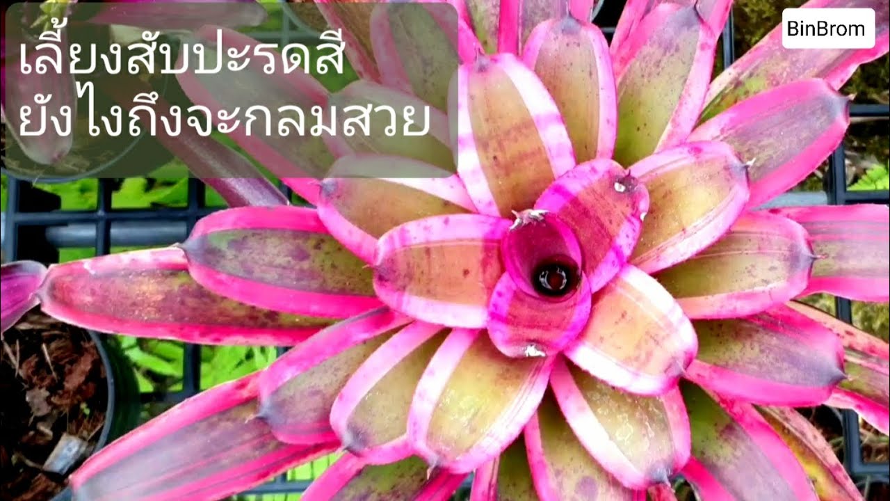 แชร์วิธีการเลี้ยงสับปะรดสีให้ได้ฟอร์มกลมสวยๆ #สับปะรดสี