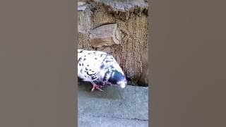 Burung Merpati Gokil