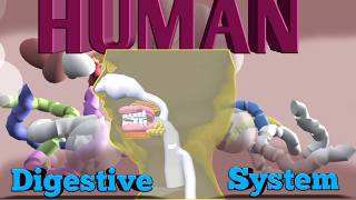 Alimentary canal of man|Human digestive system| how to it's works . screenshot 1