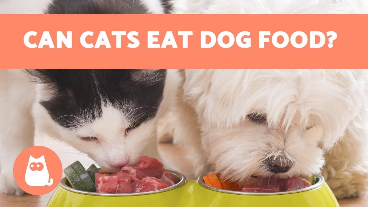 Can Cats EAT DOG FOOD? 🙀 - YouTube