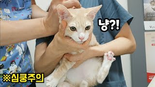 Last Vaccination of Rescued Cats! Their reactions are funny and cute! lol