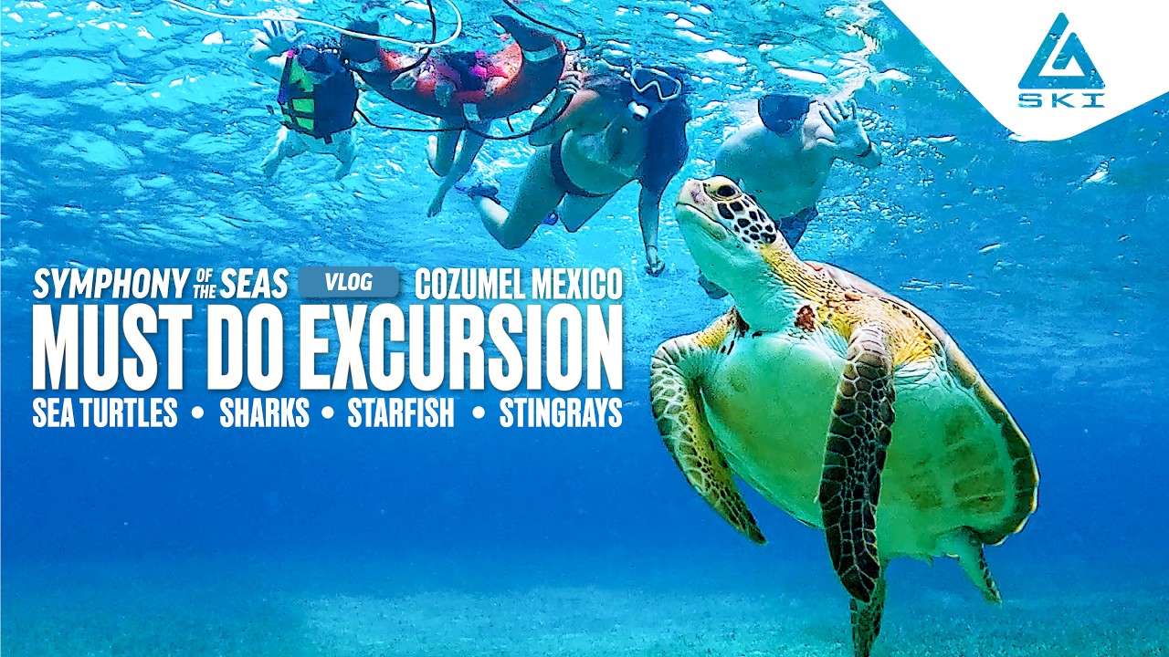 We Found the BEST Cozumel Snorkeling Excursion! 🐢🦈 Sea Turtles, Stingrays & Sharks! | CIWTG