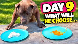 Full After 4 years in a shelter he finally discovers his favorite treat... Update