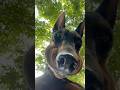 #JasonDeruloTV // Well, Hello There! 🐶 TT @maverickthedobe