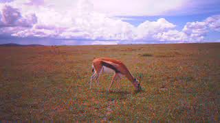 Thomson&#39;s gazelle grazing on camera trap