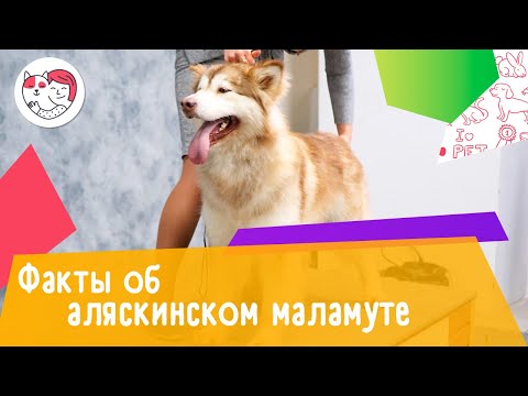 6 интересных фактов об аляскинском маламуте