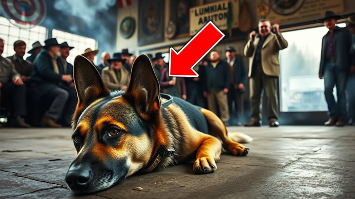 Rejected Dog At Auction Is Bought By A Young Girl, And What Happens Next Moves Everyone