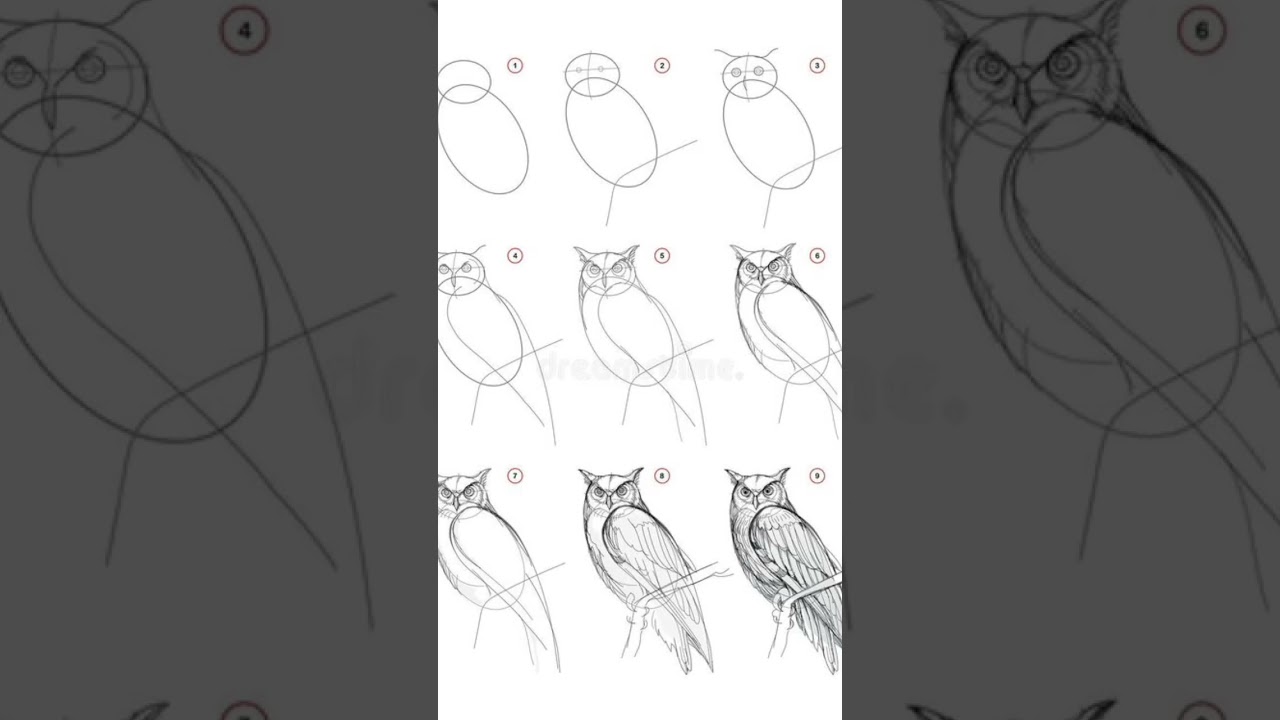 How to Draw an Owl: Step-by-Step Guide