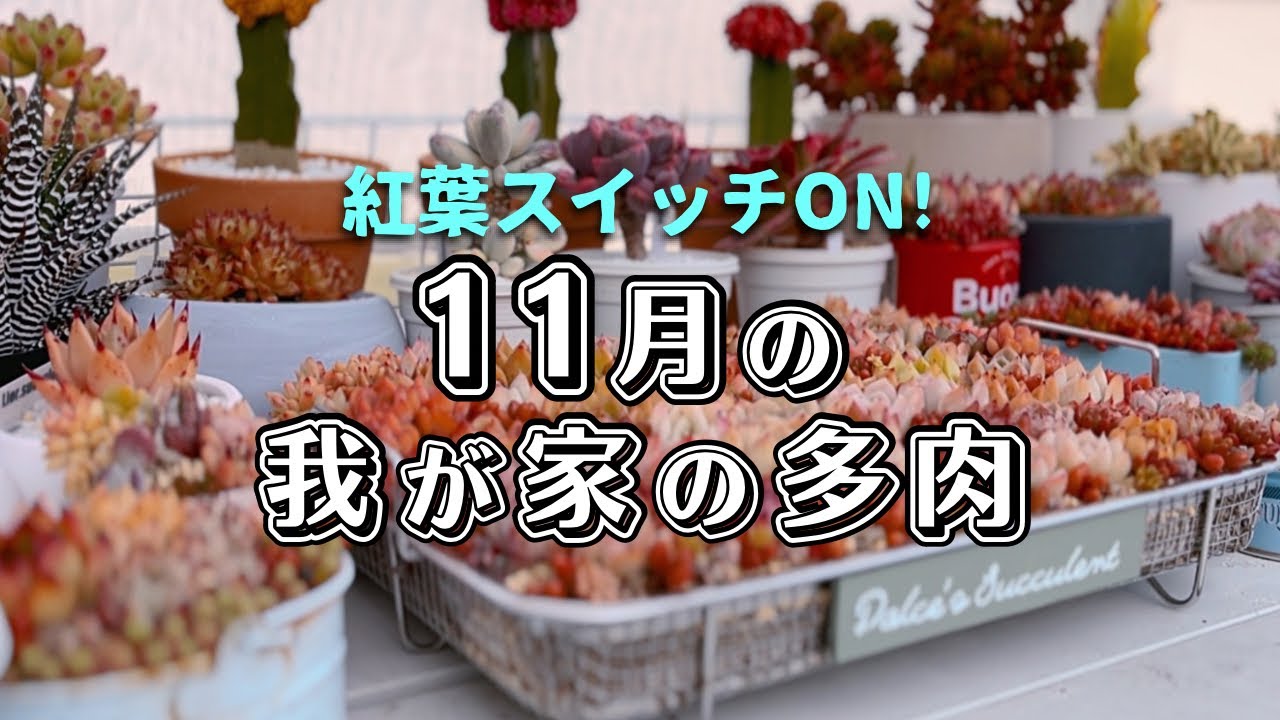 紅葉スイッチON！】11月の我が家の多肉植物【 ガーデニング 】 - YouTube