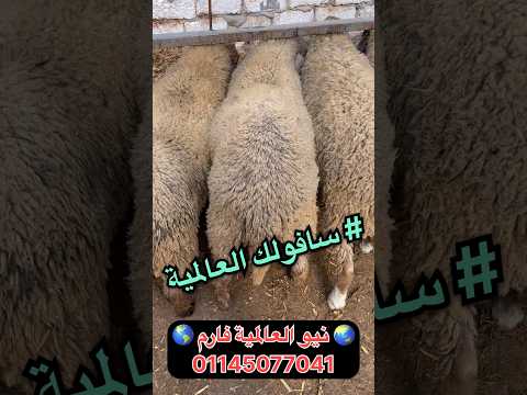 طلايق سافولك من داخل مزرعتنا بأعلى معدلات تحويل للتهجين مع االغنم البرقى والرحمانى