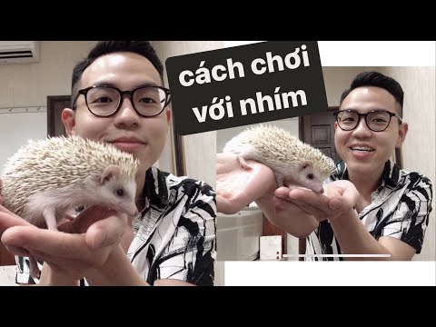 Video: 3 cách làm khô lông Poodle