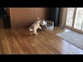 Karnak the Cairn Vs. Minya the Westie 5