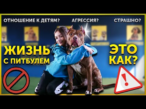 Видео: Подходит ли Питбуль для моей семьи?