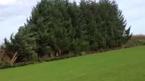 Brush Clearing and Tree Work in Eugene, Oregon