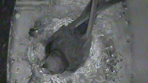 Swift with bolus of food and no chick to feed 29.7.20