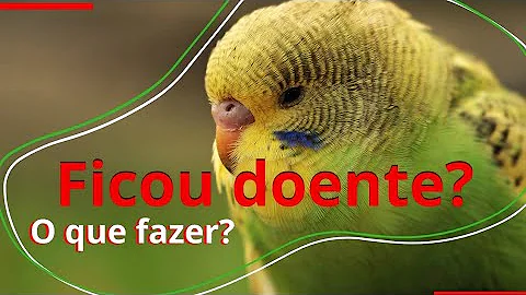 Como Salvar Meu periquito doente?