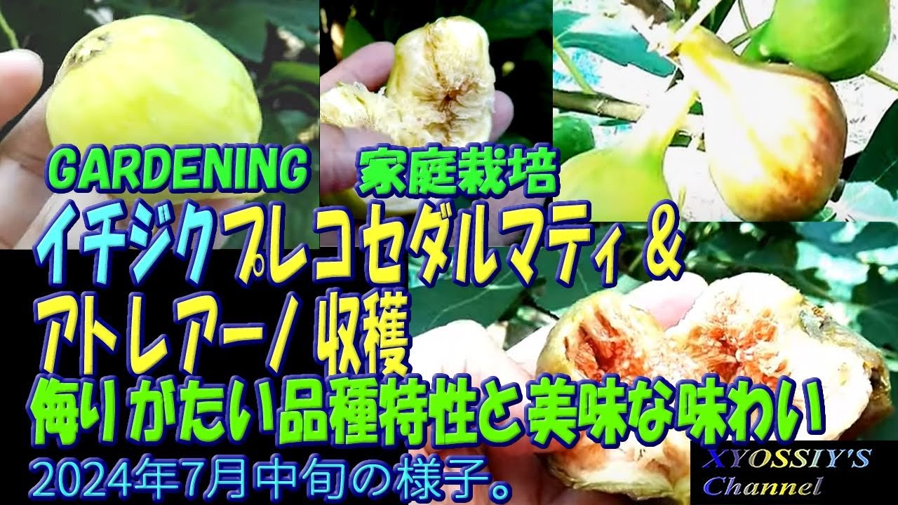 XYOSSIYの果樹チャンネル】2024年7月中旬の様子 イチジク プレコセ