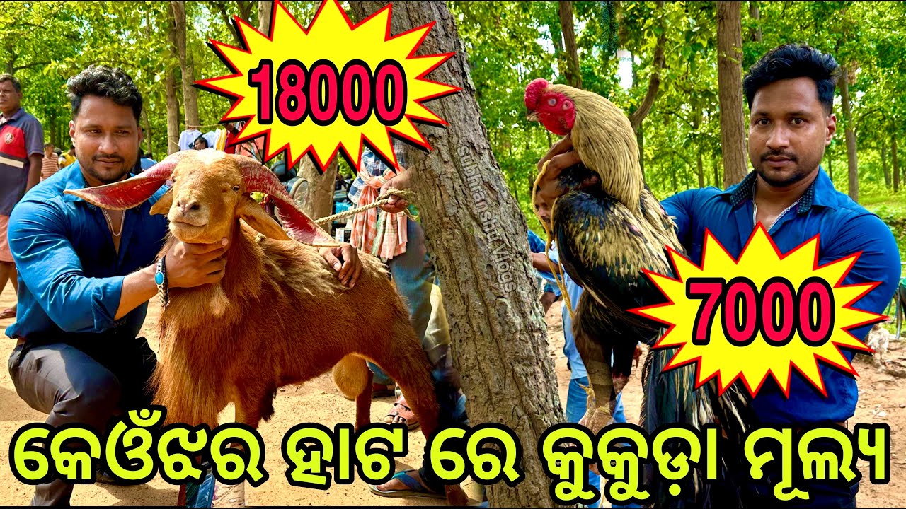 କେନ୍ଦୁଝର ହାଟ ରେ ଶୁଆ ଥଣ୍ଟିଆ କୁକୁଡ଼ା ର ଦାମ୍ 7000 ଟଙ୍କା || ଛେଳି ର ଦାମ୍ 18000 ଟଙ୍କା || dog lover || #94