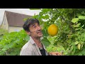 Odium sur  courges courgettes ou concombres que faire 