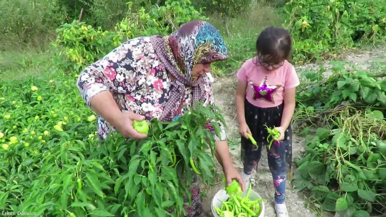 Bahçeden biber topluyoruz Emin babam yonca biçiyor