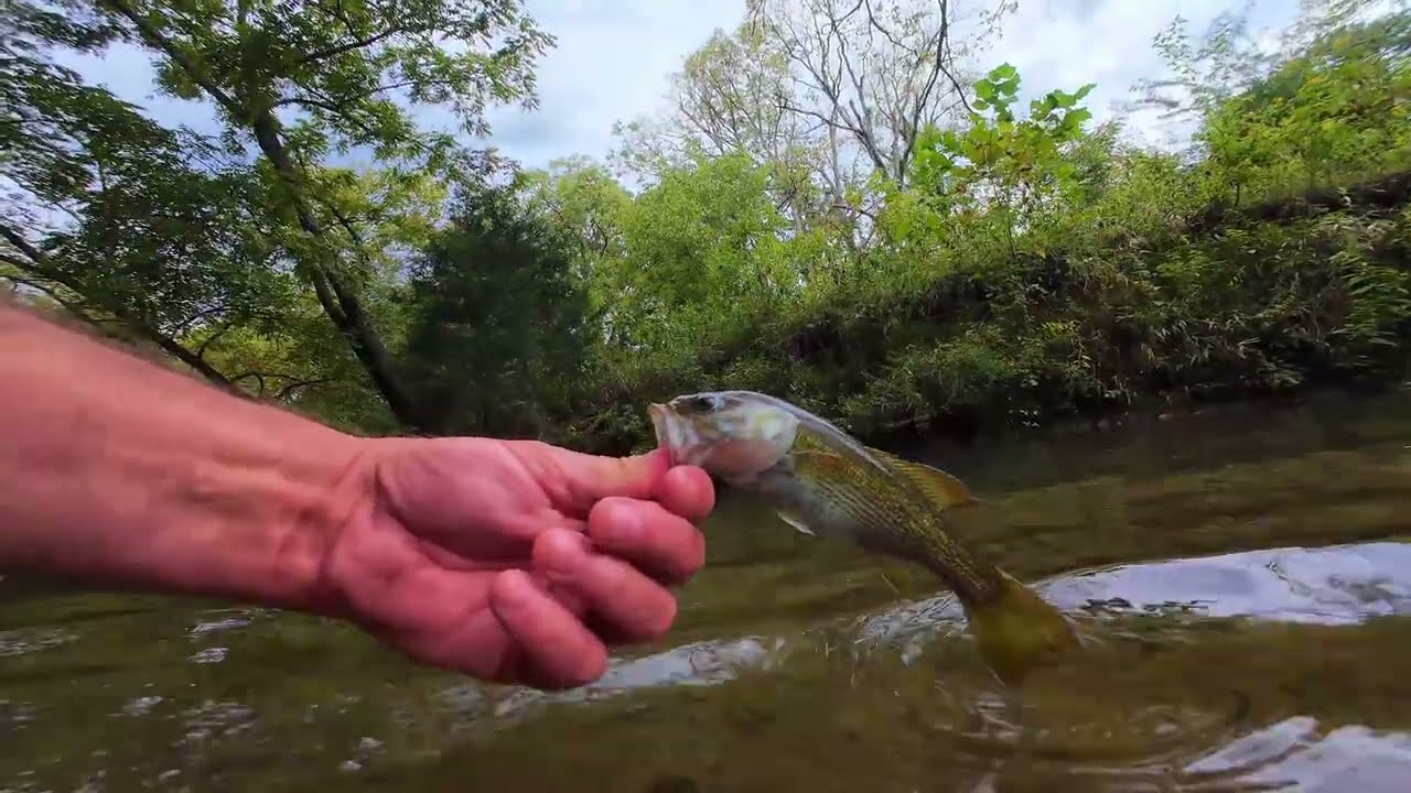 2026-09-11 – Coosa Redeye – Bill Wills Creek