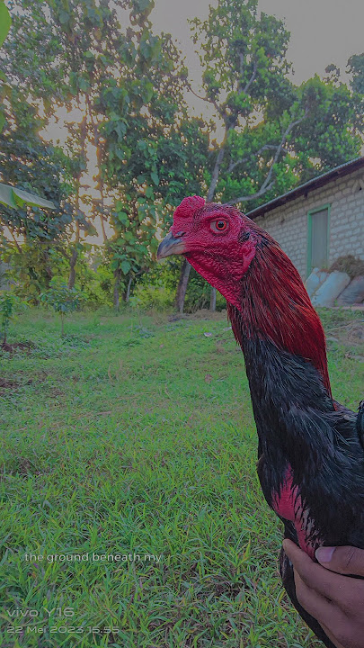 Story ayam Bangkok {Short} (SPr offical)