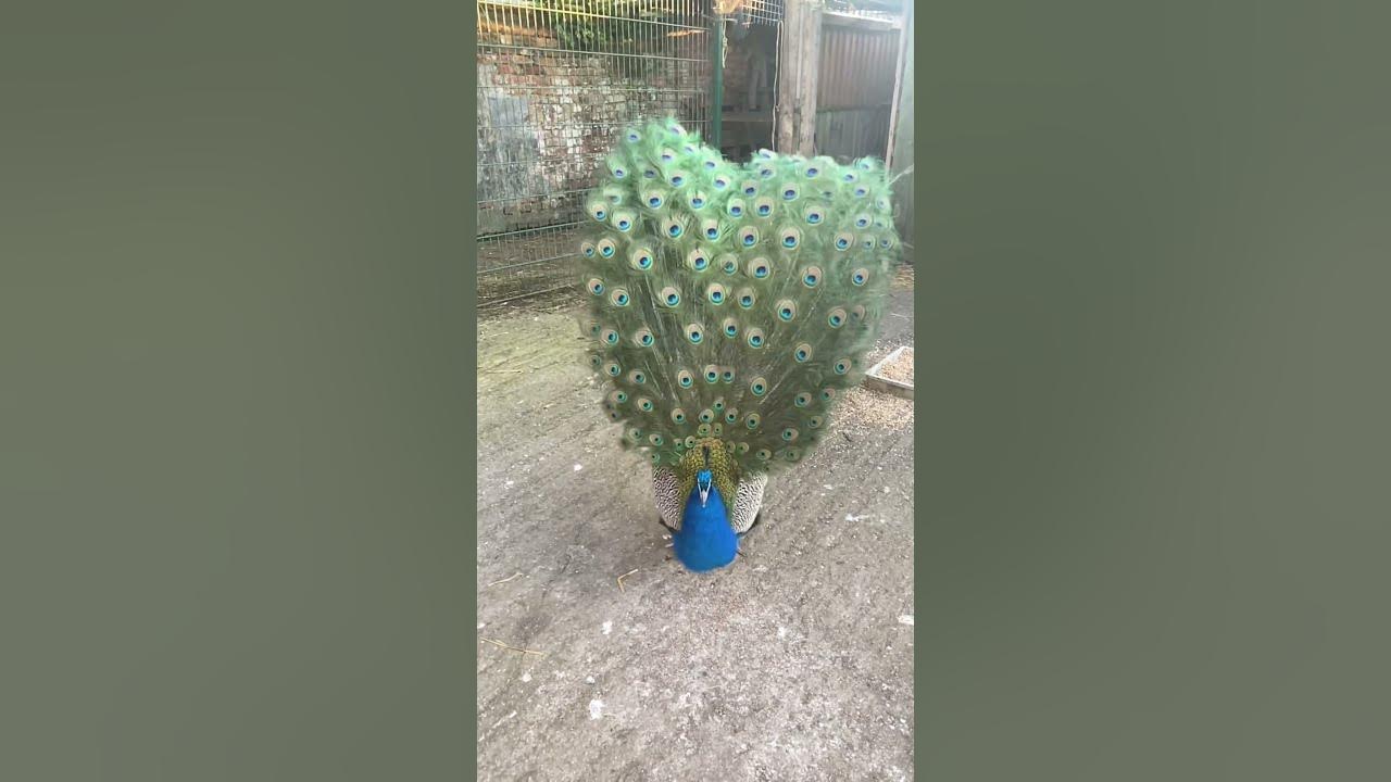 The amazing Duran the peacock display in slow motion