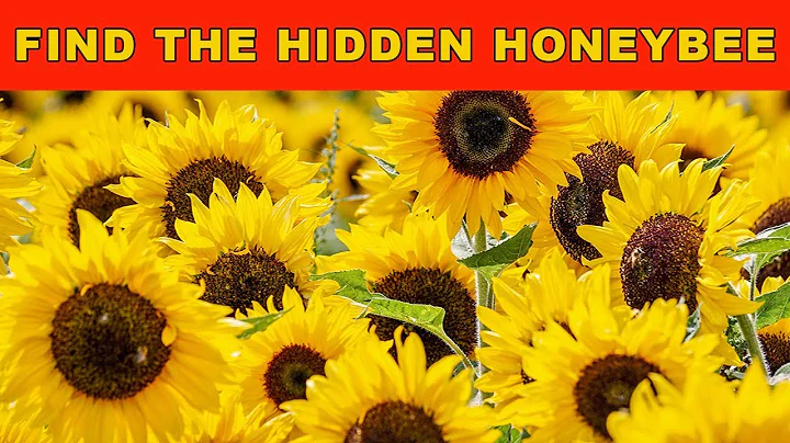 Nobody can see all the hidden animals | Brain Teasers | Optical Illusions | Puzzles for you
