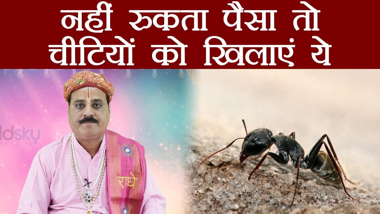 हाथ में नहीं रुकता पैसा तो चीटियों को खिलाएं ये चीज़ें, जल्द होगा लाभ | Boldsky