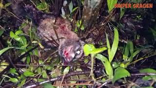 Berburu Musang Dapat Musang Pandan Dipegunungan Teh, Jalan - Jalan Pada Waktu Malam Hari.