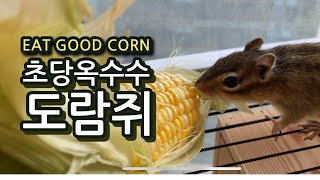 초당옥수수가 썩 마음에 들지않는 다람쥐