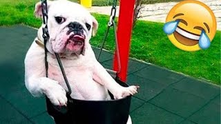 Dog Funny Videos Compilation 2022 l Dog moments reaction l Cute Animal videos | Puppy  Kids video by I See 17 views 1 year ago 1 minute, 19 seconds