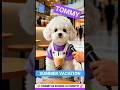 टॉमी के स्कूल की छुट्टी 🥳 Tommy dog 🐕 Funny dogs video #dog #dogvideo