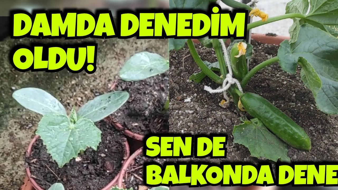 Balkonda Kendi Salatalığını Yetiştir! Tohumdan Fideye, Gerçek Sonuç!