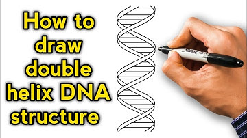 How to draw DNA double helix structure