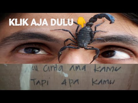 Video: Cara Membuat Kala Jengking Jatuh Cinta