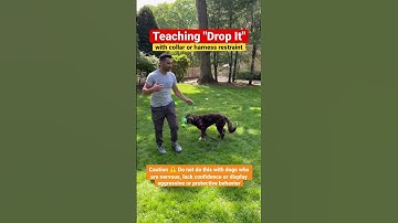 Teaching drop it - Dog training video - how to teach my dog drop it - dog training #dogtraining