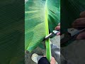 Slicing banana leaves from the stalk #shorts